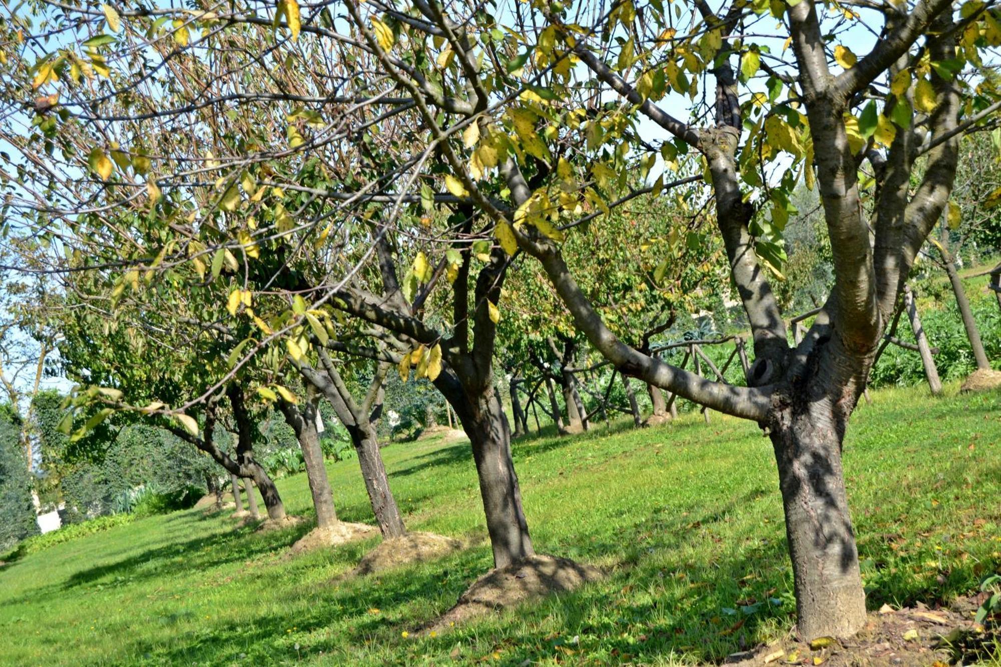Cevoli Country Resort 라리 외부 사진